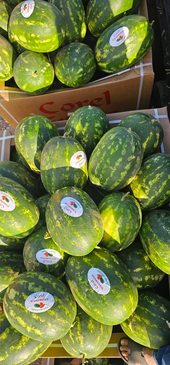 Corel Fruits - Moroccan Watermelon Export