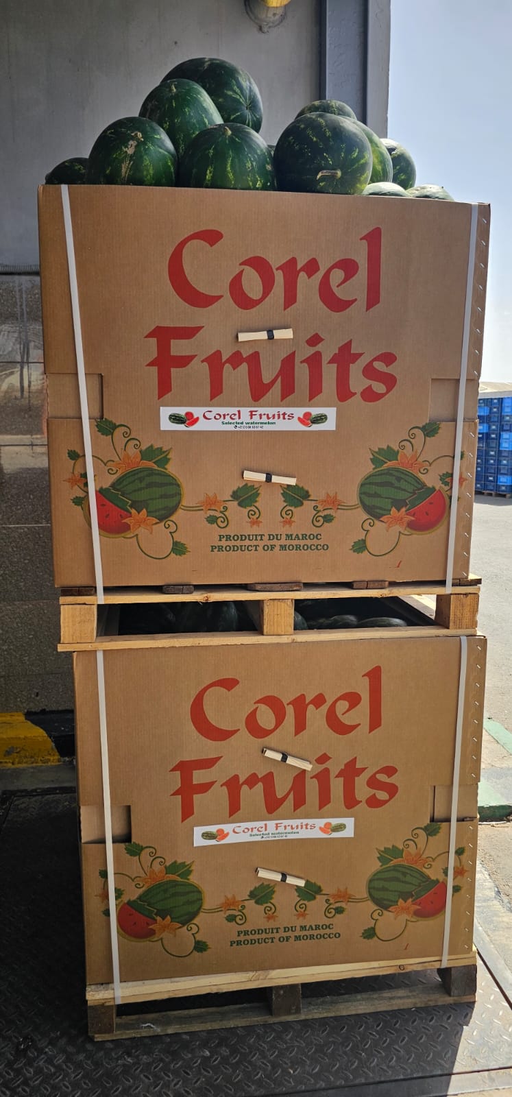 Corel Fruits - Moroccan Watermelon Export