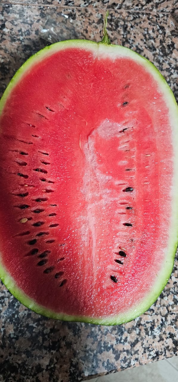 Corel Fruits - Moroccan Watermelon Export