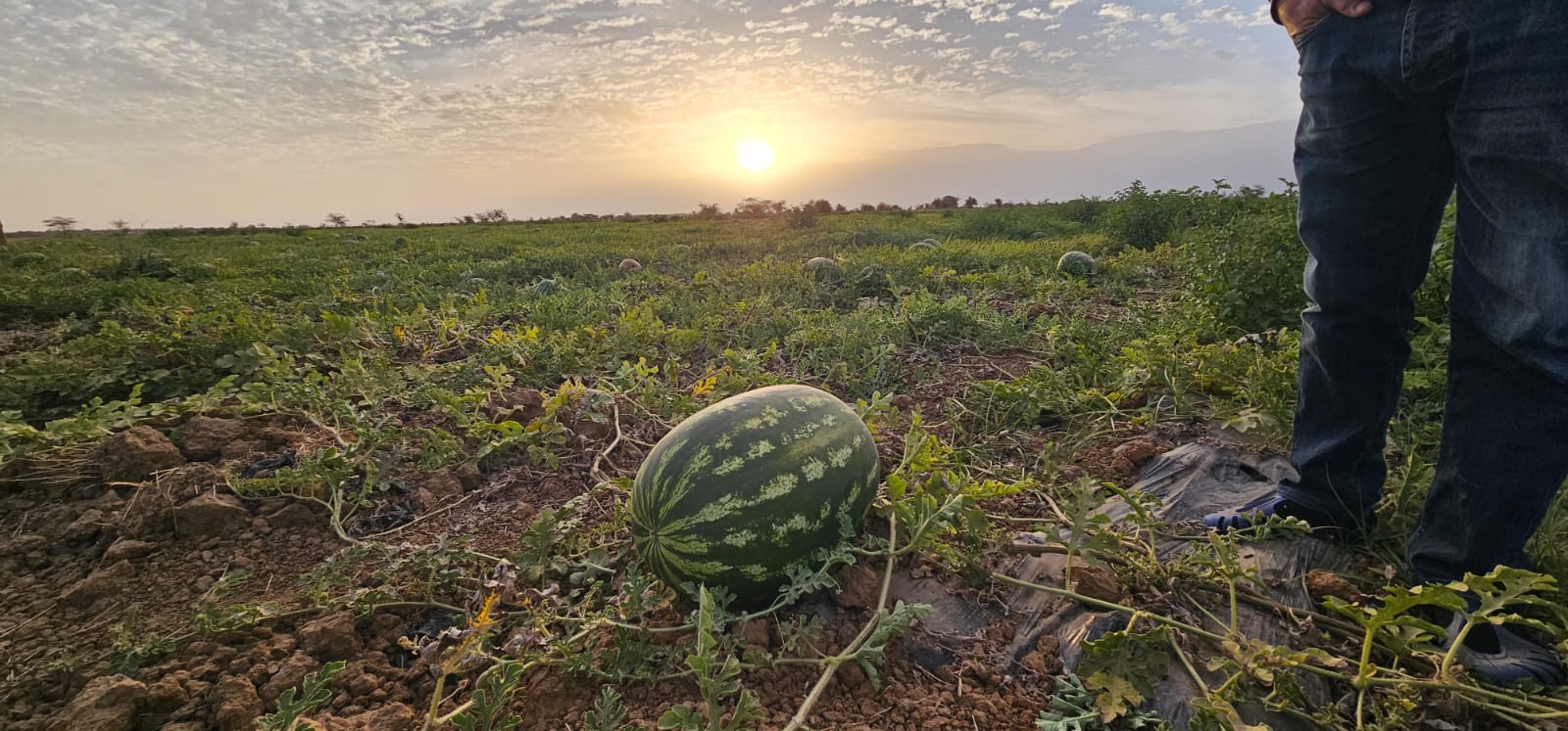 Corel Fruits - Moroccan Watermelon Export