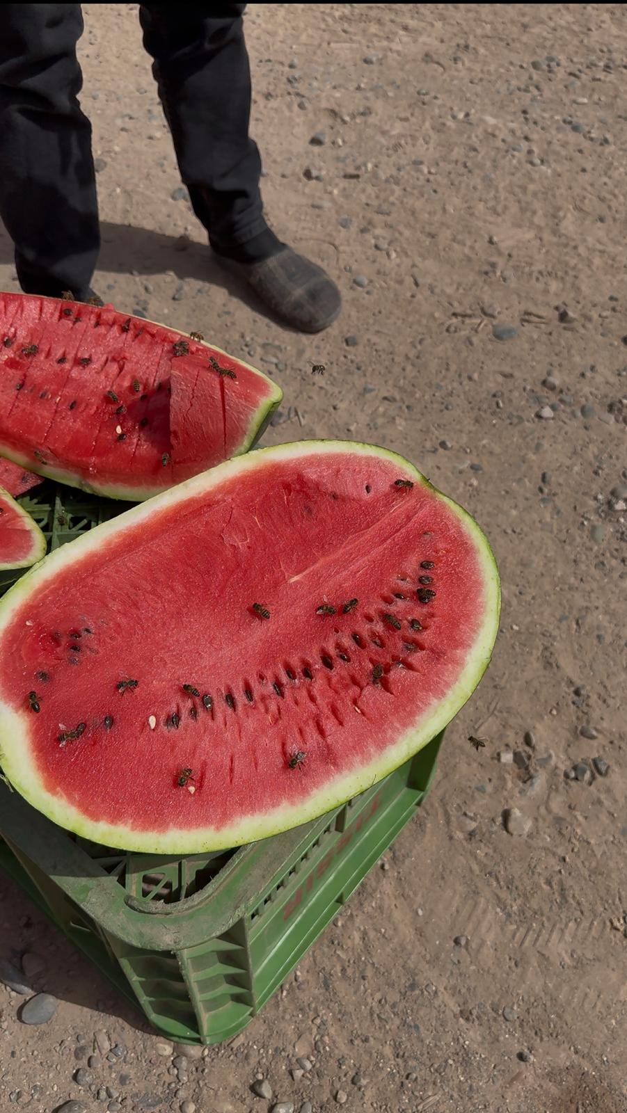 Corel Fruits - Moroccan Watermelon Export