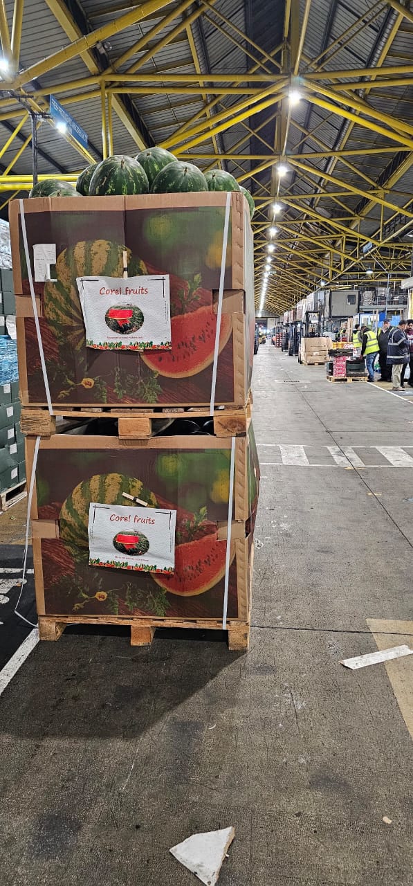 Corel Fruits - Moroccan Watermelon Export