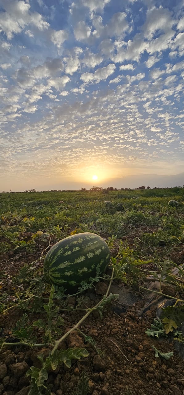 Corel Fruits - Moroccan Watermelon Export