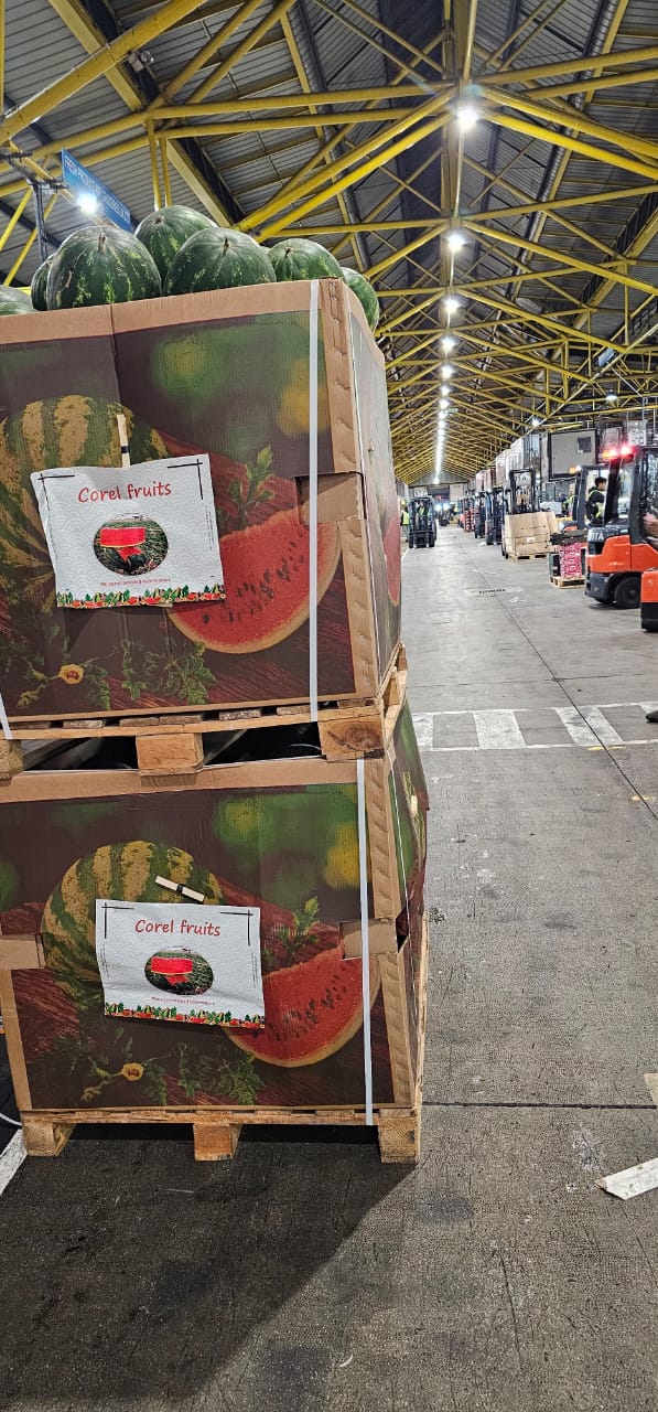 Corel Fruits - Moroccan Watermelon Export